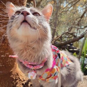 Meet your Posher, Pimchanok